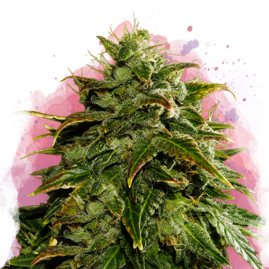 Cookies Cream feminized - Nirvana Shop 