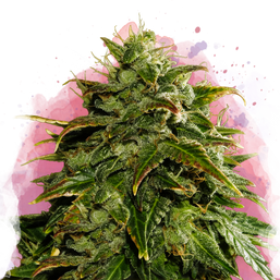 Cookies Cream feminized Resale - Nirvana Shop 