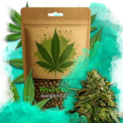 Cookies & Cream Feminized 100 Seeds