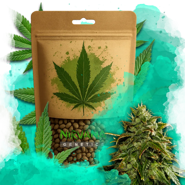 Cookies & Cream Feminized 100 Seeds