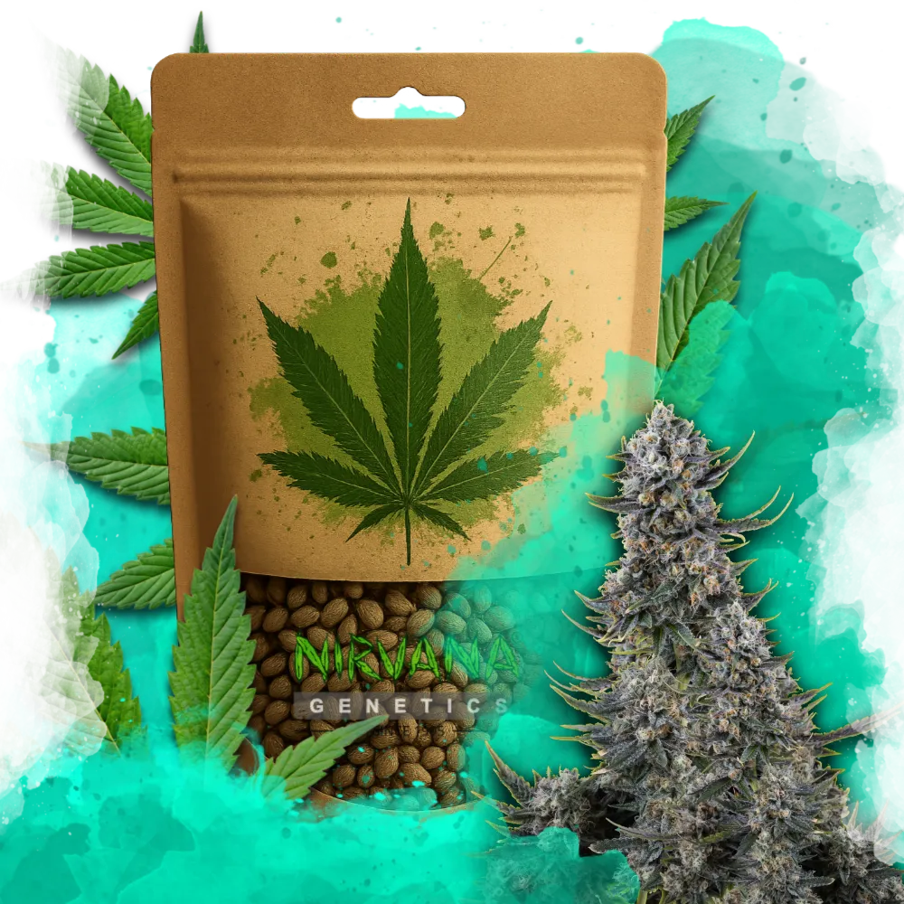 Critical Autoflower 100 Seeds