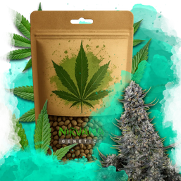 Critical Autoflower 100 Seeds