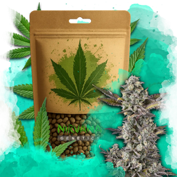 Critical Feminized 100 Seeds