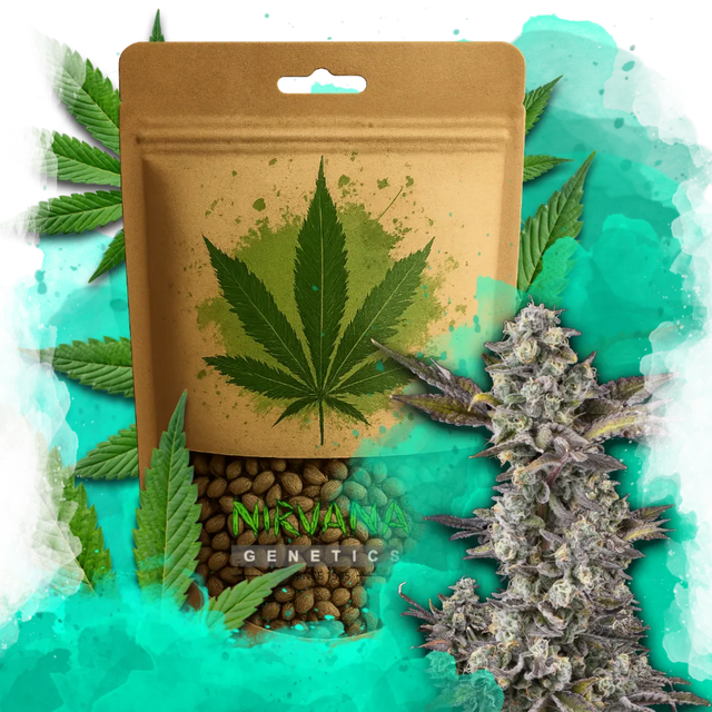 Critical Feminized 100 Seeds