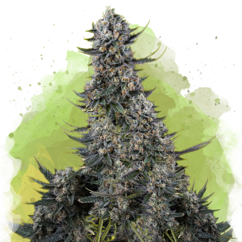 Critical Autoflower (100 seeds) - Nirvana Shop 