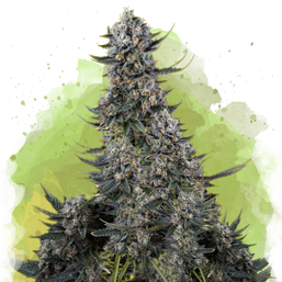 Critical Autoflower (100 seeds) - Nirvana Shop 