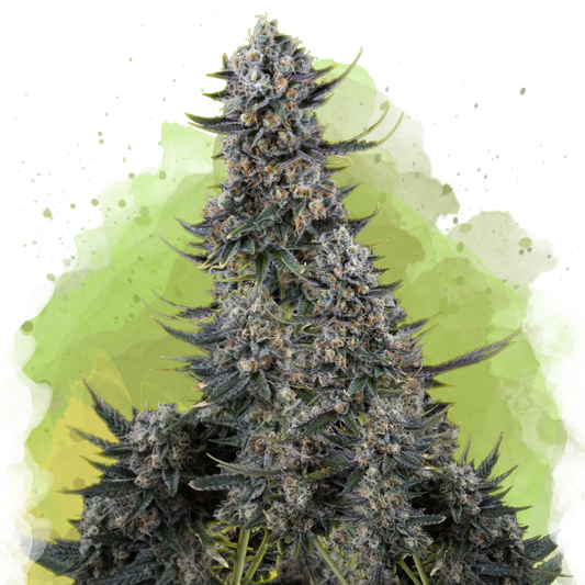 Critical Autoflower (100 seeds) - Nirvana Shop 