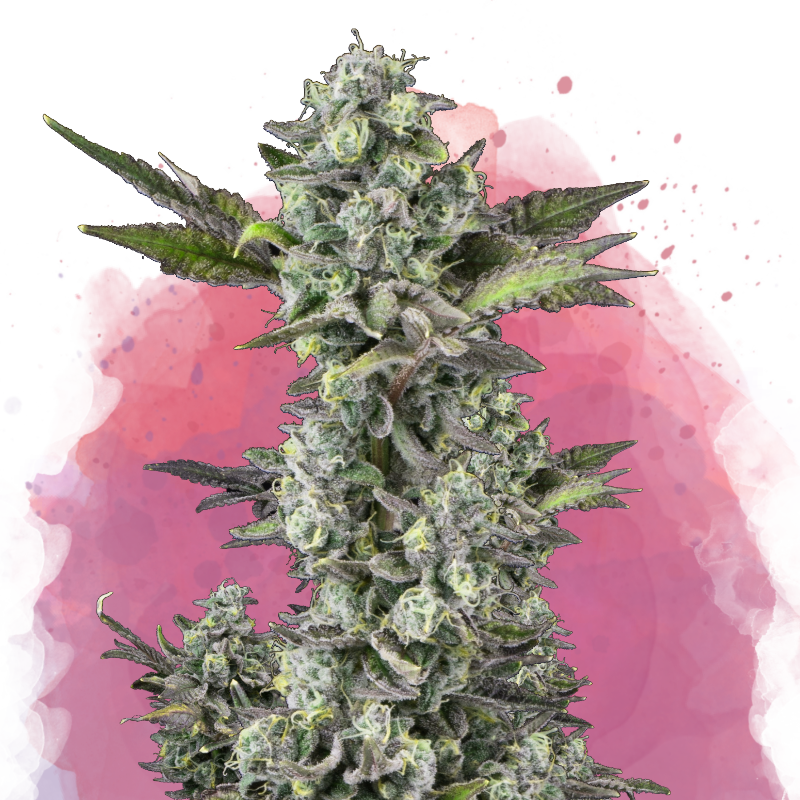 Critical Feminized - Nirvana Shop 