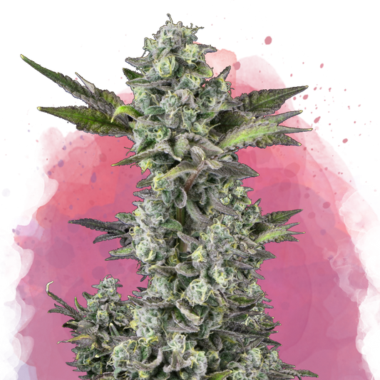 Critical Feminized - Nirvana Shop 