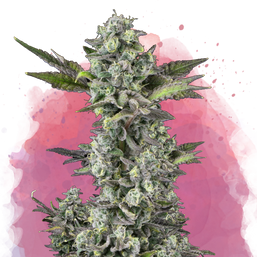 Critical Feminized (100 seeds) - Nirvana Shop 