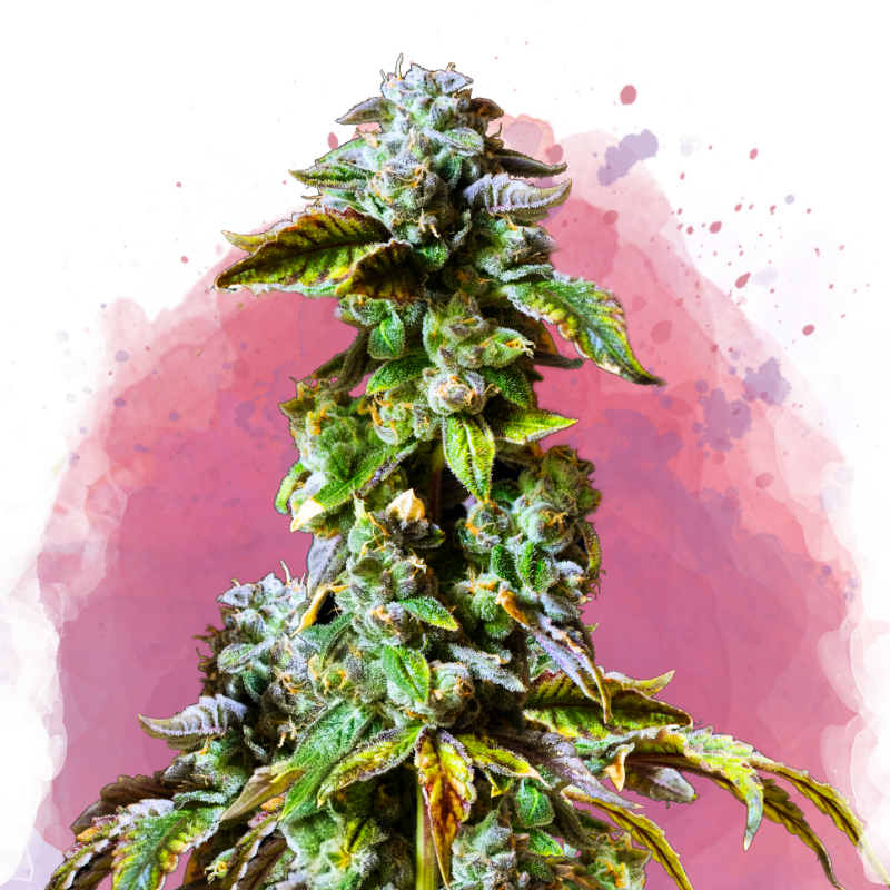 Durban Poison Feminized - Nirvana Shop 