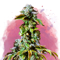 Durban Poison Feminized - Nirvana Shop 