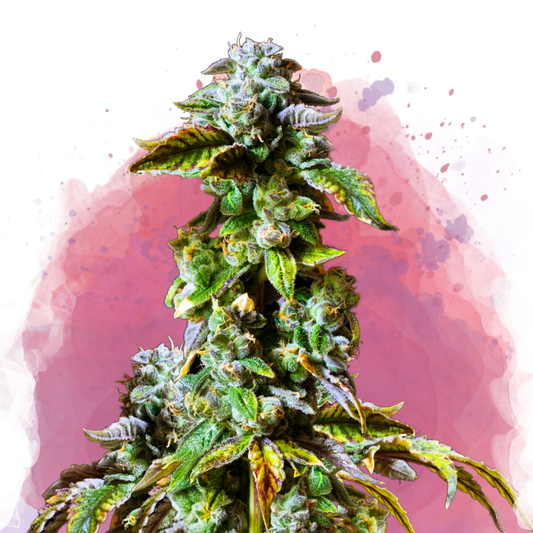 Durban Poison Feminized - Nirvana Shop 