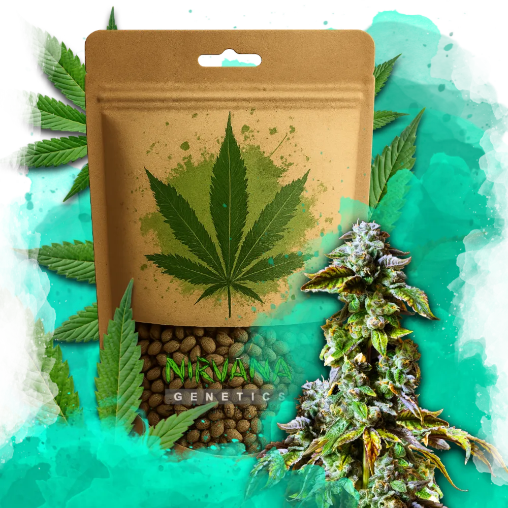 Durban Poison Feminized 100 Seeds