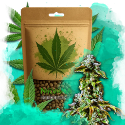 Durban Poison Feminized 100 Seeds