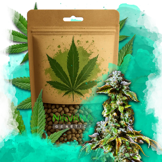 Durban Poison Feminized 100 Seeds