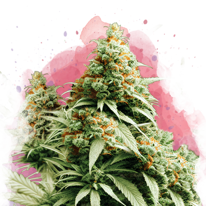 Exodus Cheese feminized - Nirvana Shop 