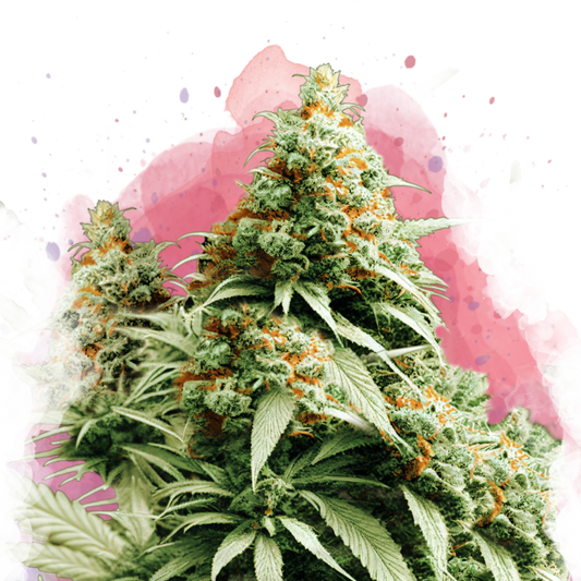 Exodus Cheese feminized - Nirvana Shop 