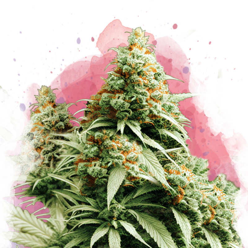 Exodus Cheese feminized (100 seeds) - Nirvana Shop 