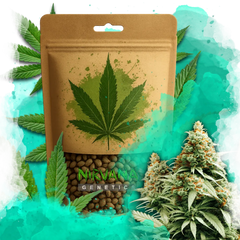 Exodus Cheese Feminized 100 Seeds