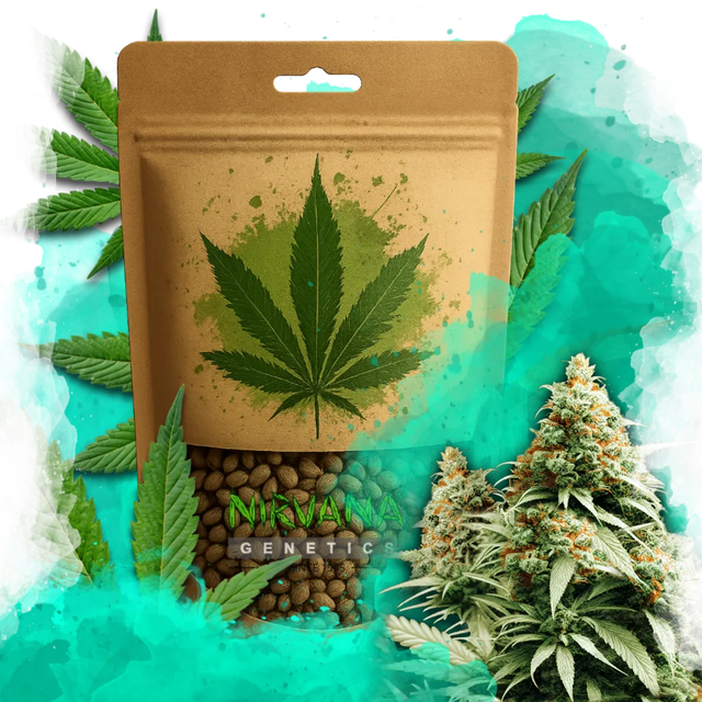 Exodus Cheese Feminized 100 Seeds