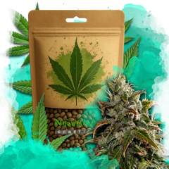 Gelato Autoflower 100 Seeds