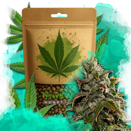 Gelato Autoflower 100 Seeds