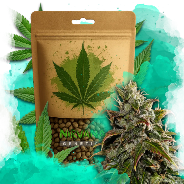 Gelato Autoflower 100 Seeds