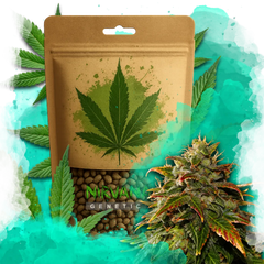 Gelato Feminized 100 Seeds