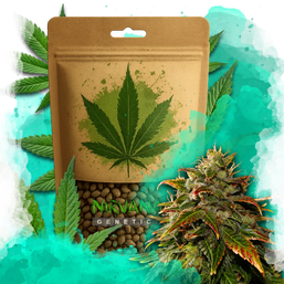 Gelato Feminized 100 Seeds