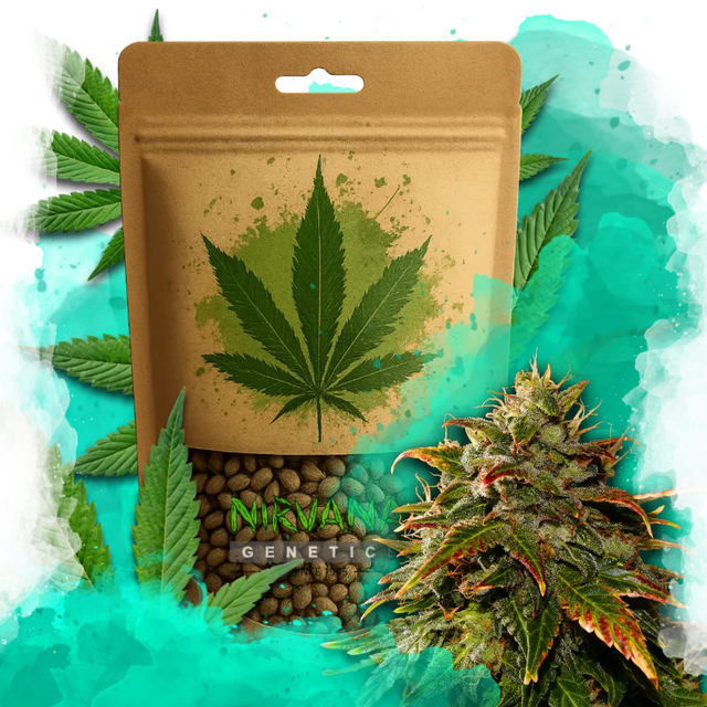 Gelato Feminized 100 Seeds