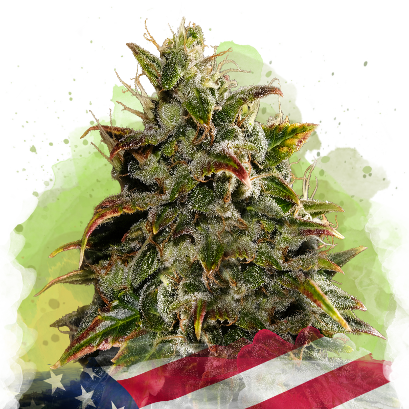 indoor gelato plant Gelato Autoflower seeds