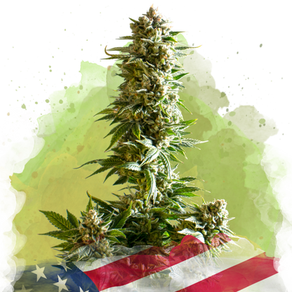 Girl Scout Cookies Autoflower - Nirvana Shop 