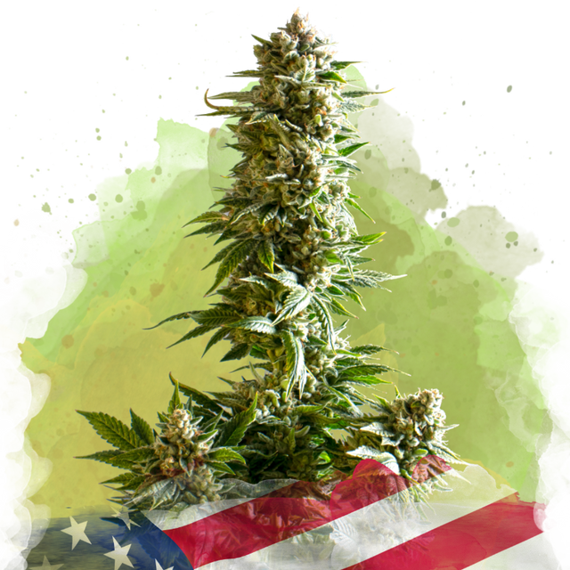 Girl Scout Cookies Autoflower