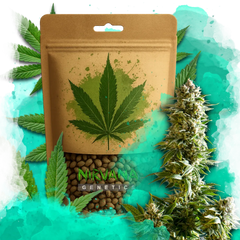 Girl Scout Cookies Autoflower 100 Seeds