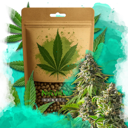 Girl Scout Cookies Feminized 100 Seeds