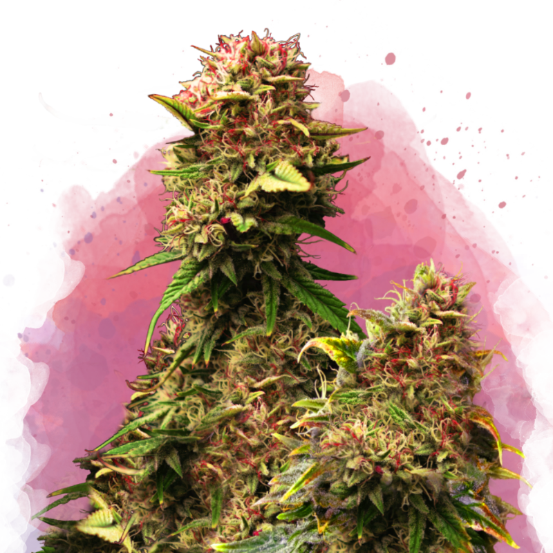 Grandaddy Purple Feminized - Nirvana Shop 