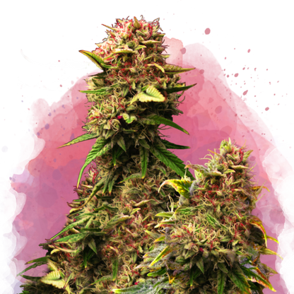 Grandaddy Purple Feminized - Nirvana Shop 