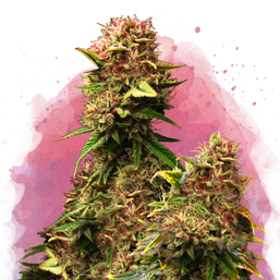 Grandaddy Purple Feminized (100 seeds) - Nirvana Shop 