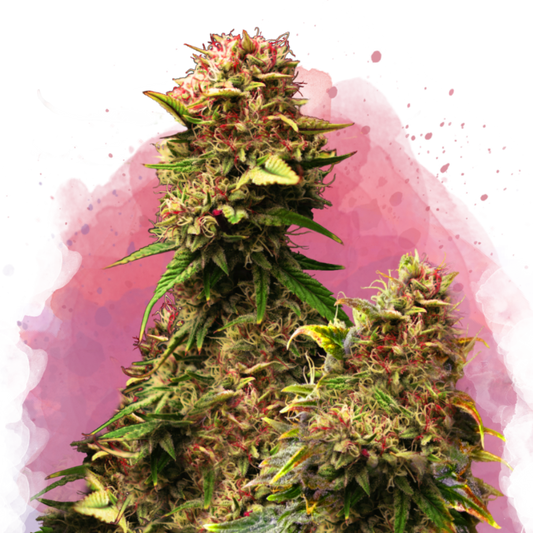 Grandaddy Purple Feminized (100 seeds) - Nirvana Shop 