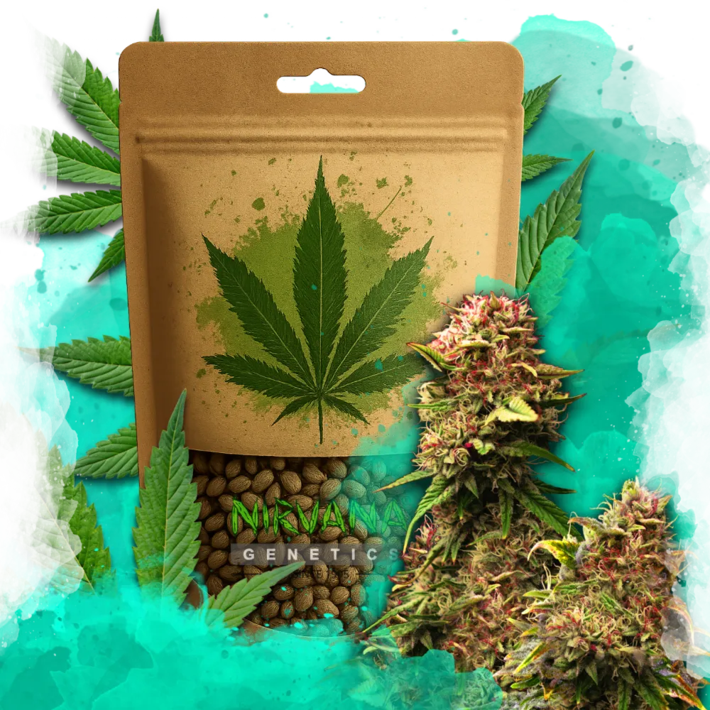 Granddaddy Purple Feminized 100 Seeds