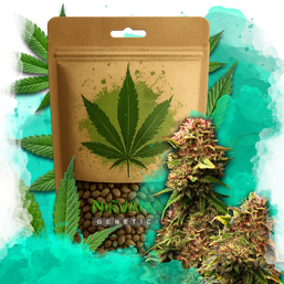 Granddaddy Purple Feminized 100 Seeds