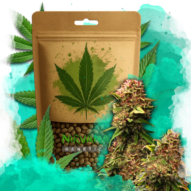 Granddaddy Purple Feminized 100 Seeds