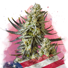 Grease Monkey Feminized