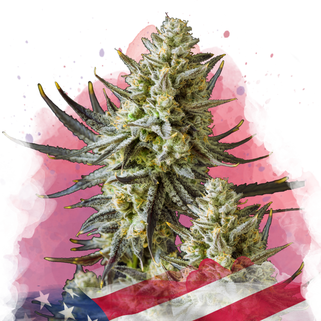 Grease Monkey Feminized