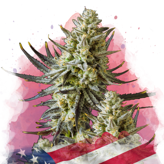 Grease Monkey Feminized (100 seeds) - Nirvana Shop 