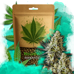 Grease Monkey Feminized 100 Seeds