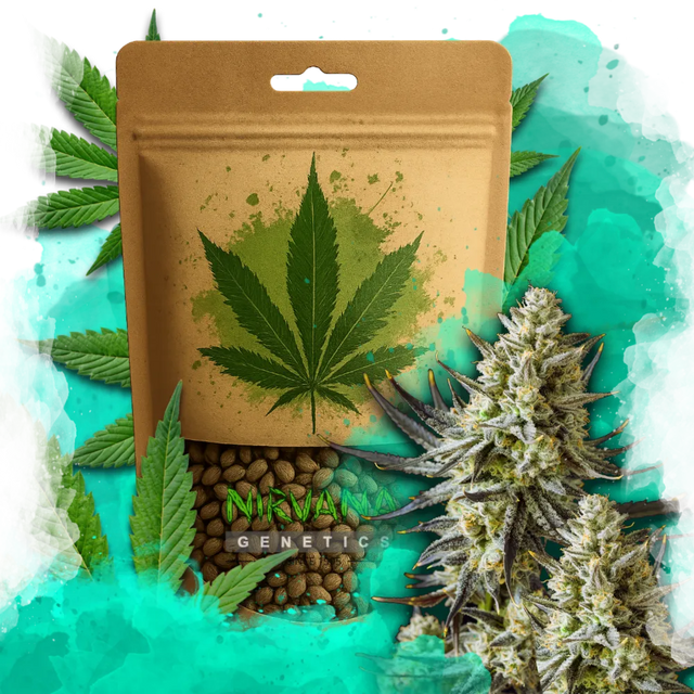 Grease Monkey Feminized 100 Seeds