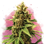 Great White Shark Feminized - Nirvana Shop 