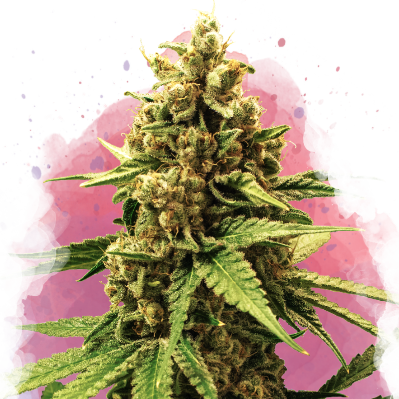 Great White Shark Feminized - Nirvana Shop 